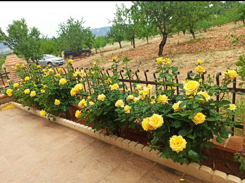 Rosales en flor